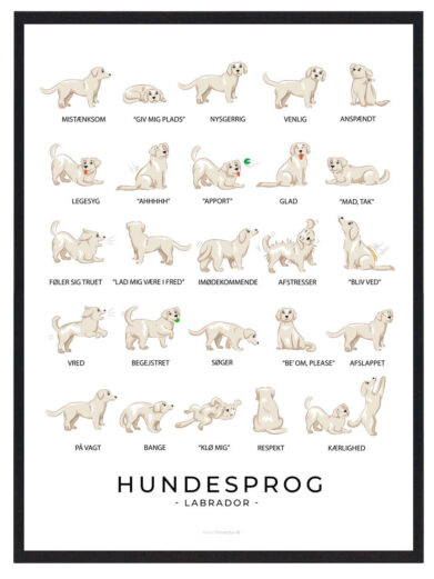 Hundesprogsplakat med en hvid Labrador, der giver indsigt i, hvordan du bedre kan forstå din hunds følelser og behov gennem dens kropssprog.