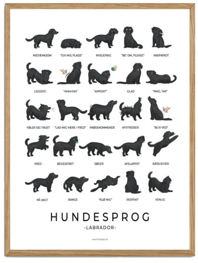 Labrador sort - Hundesprog plakat