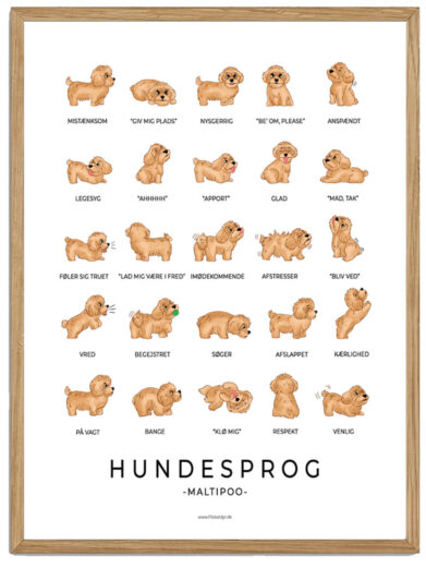 Maltipoo - Hundesprog plakat