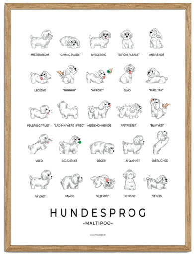 Maltipoo - Hundesprog plakat (hvid)