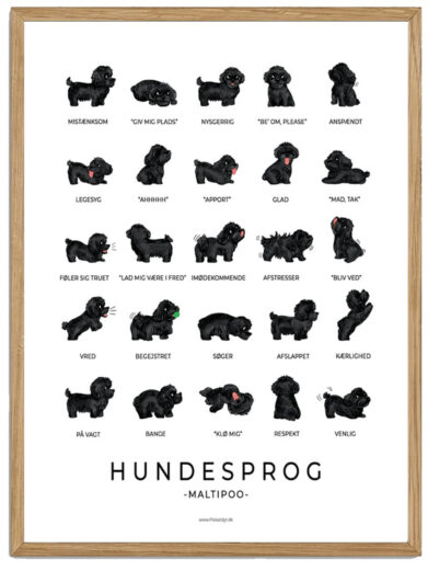 Maltipoo - Hundesprog plakat (sort)