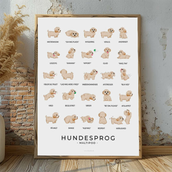 Hundesprogsplakat med en Maltipoo, der viser, hvordan denne charmerende hundehybrid kommunikerer gennem kropssprog og små signaler.