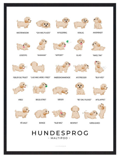 Hundesprogsplakat med en Maltipoo, der lærer dig at tolke hundens signaler, fra halens bevægelser til ørenes position, for bedre kommunikation med din pelsede ven.