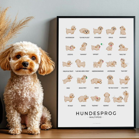 En sød Maltipoo står ved siden af en plakaten med hundesprog, der hjælper hundeejere med at forstå deres hunds adfærd. Plakaten viser forskellige hundeudtryk som glæde, frygt og nysgerrighed.