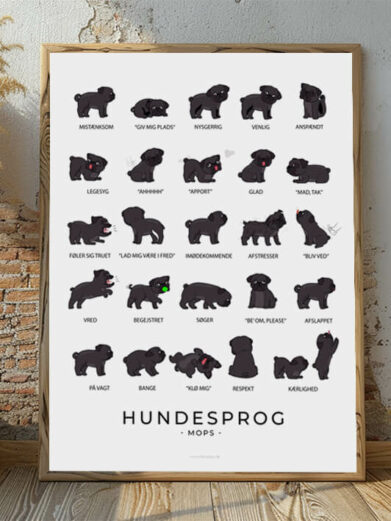 Hundesprogsplakat med en sort Mops, der illustrerer, hvordan denne charmerende og udtryksfulde hund kommunikerer med kropssprog og mimik.
