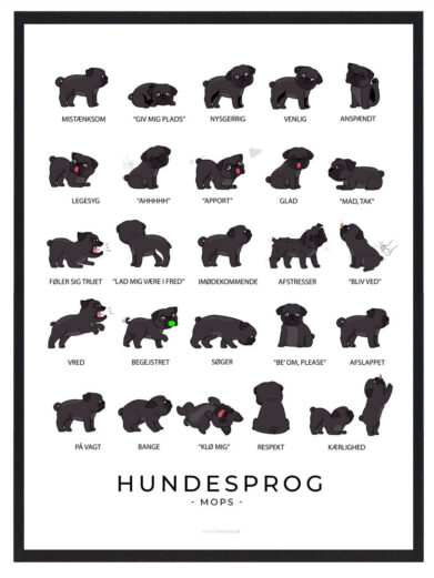 Fang den sorte Mops’ unikke personlighed med en plakat, der guider dig i at aflæse dens kropssprog og skabe bedre kommunikation.
