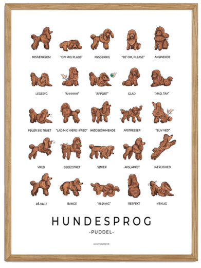 Puddel sort plakat - Hundesprog (brun)