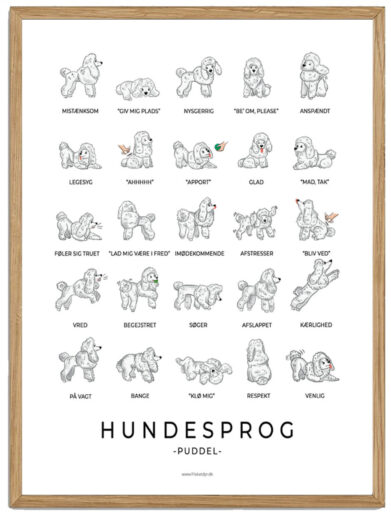 Puddel plakat - Hundesprog