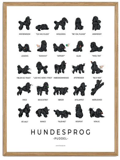 Puddel sort plakat - Hundesprog