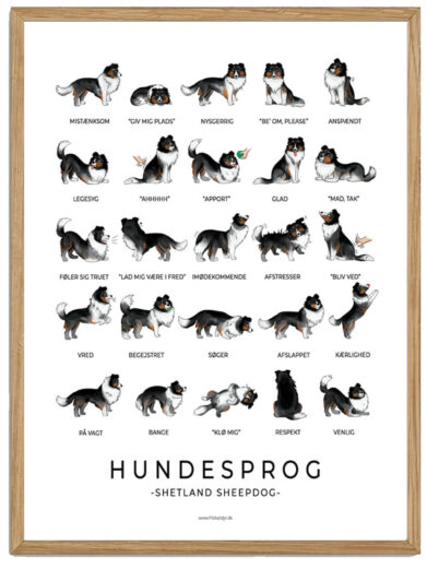 Shetland Sheepdog - Sort Hundesprog plakat