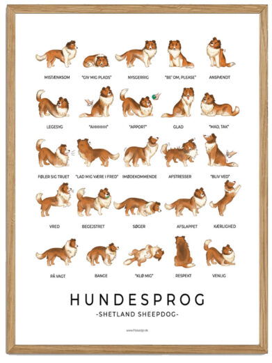 Shetland Sheepdog - Hundesprog plakat