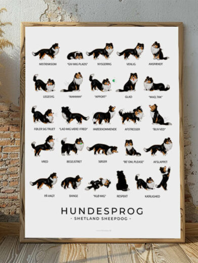 Hundesprogsplakat med en Shetland Sheepdog, der viser, hvordan denne intelligente og opmærksomme hyrdehund kommunikerer gennem kropssprog og signaler.