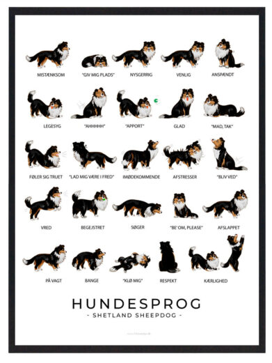 Hundesprogsplakat med en Shetland Sheepdog, der giver indsigt i, hvordan du kan forbedre kommunikationen med din hund ved at tolke dens adfærd og signaler.