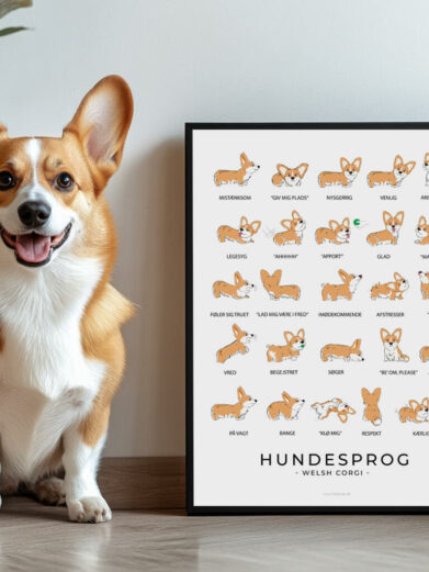 En venlig Welsh Corgi står ved siden af en farverig plakaten, der viser de forskellige hundesprog og kropssprog. Plakaten indeholder illustrationer, der viser, hvordan en hund kommunikerer gennem halens bevægelser, ørenes position og ansigtsudtryk. Hunden er nysgerrig og kigger på plakaten, som om den følger med i de visuelle signaler.