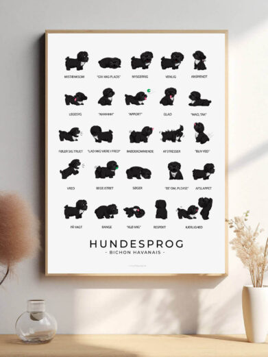 Et hundesprogsplakat med en sort Bichon Havanais, der illustrerer hundens typiske kropssprog og følelser, i et grafisk og informativt design, der gør det nemt at forstå hundens adfærd.