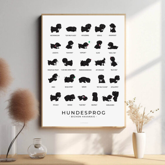 Et hundesprogsplakat med en sort Bichon Havanais, der illustrerer hundens typiske kropssprog og følelser, i et grafisk og informativt design, der gør det nemt at forstå hundens adfærd.