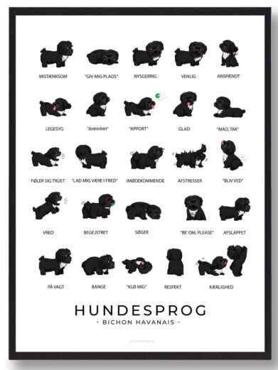 En plakatsæt med en sort Bichon Havanais, hvor hundens udtryk og kropssprog bliver fremhævet. Plakaten illustrerer hundens unikke kommunikation og venlige natur i et stilfuldt design.
