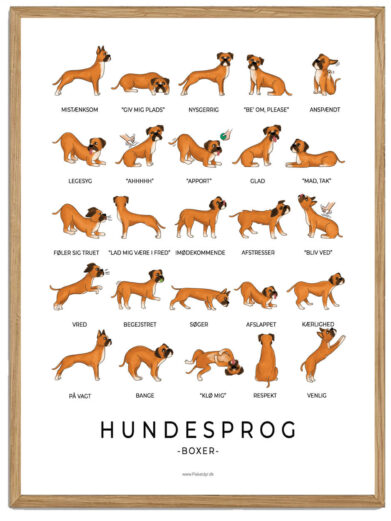 Boxer - Hundesprog plakat