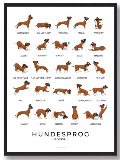 En hundesprogsplakat af en Boxer, der viser hundens energiske og opmærksomme kropssprog. Plakaten fanger dens livlige natur og udtryk, fra den oprejste hale til de nysgerrige øjne.