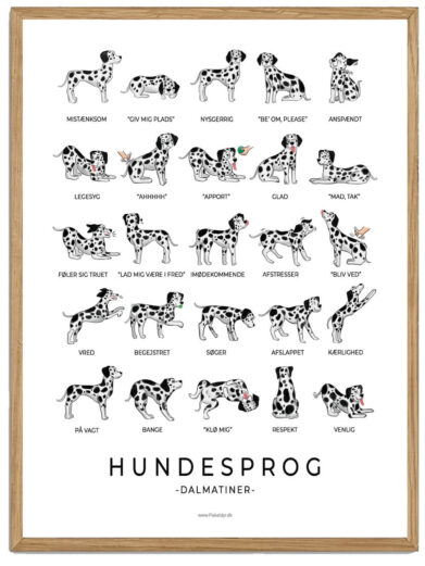 Dalmatiner - Hundesprog plakat