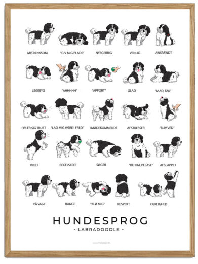 Labradoodle - sort/hvid Hundesprog plakat