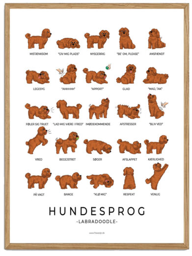 Labradoodle - Brun Hundesprog plakat