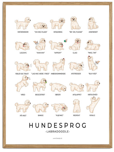 Labradoodle - hvid Hundesprog plakat
