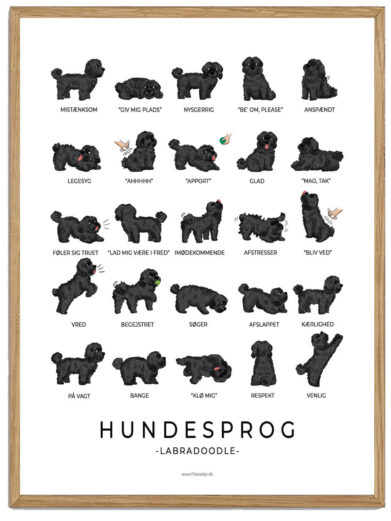 Labradoodle - Sort Hundesprog plakat