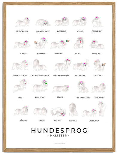 Langhåret Malteser plakat - Hundesprog