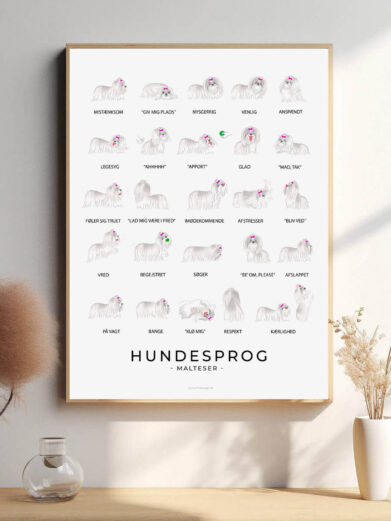 En plakats fremstilling af en langhåret Malteser, hvor den bløde pels og det venlige ansigt bliver fremhævet i et detaljeret og visuelt tiltalende design.