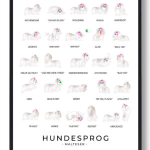 Langhåret Malteser plakat - Hundesprog