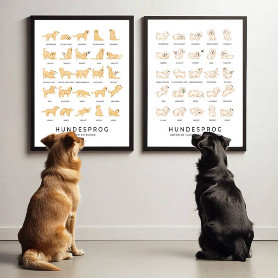 To hunde står side om side og kigger nysgerrigt på to plakater, der viser hundesprog. Den ene plakat illustrerer forskellige hundeadfærd, som halepositioner og kropsholdninger, mens den anden dykker ned i de finere nuancer af hundekommunikation. Begge hunde ser opmærksomt på plakaterne, som om de prøver at forstå, hvad de ser, med et udtryk af koncentration og nysgerrighed.