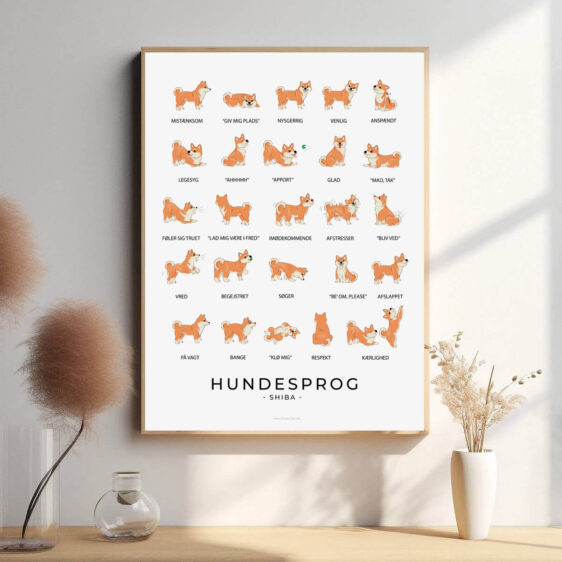 En hundesprogsplakat, der fremhæver Shiba Inus karakteristiske kropssprog og hvordan dens følelser afspejles i dens fysiske udtryk. Plakaten giver et visuelt indblik i hundens adfærd og følelser.