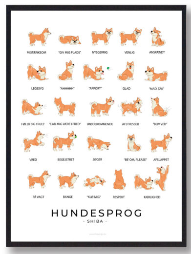 En hundesprogsplakat med en Shiba Inu, der illustrerer hundens typiske kropssprog, som dens oprejste hale, ører og nysgerrige blik. Plakaten giver indsigt i dens følelser og adfærd på en lærerig måde.