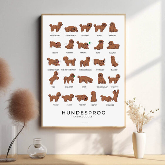 En hundesprogsplakat af en brun Labradoodle, hvor dens karakteristiske træk og udtryk bliver visualiseret, fra den glade hale til de opmærksomme øjne, der giver indblik i hundens følelsesmæssige tilstand.