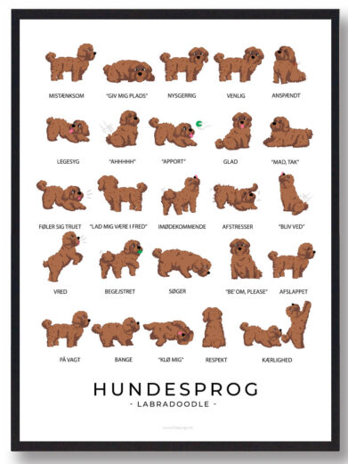 En hundesprogsplakat med en brun Labradoodle, der viser hundens venlige og opmærksomme udtryk. Plakaten illustrerer dens kropssprog, fra den viftende hale til dens nysgerrige blik, for at forstå dens følelser og kommunikation.