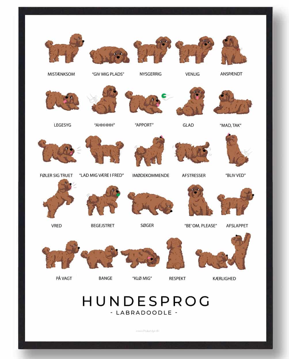 Labradoodle - Brun Hundesprog plakat