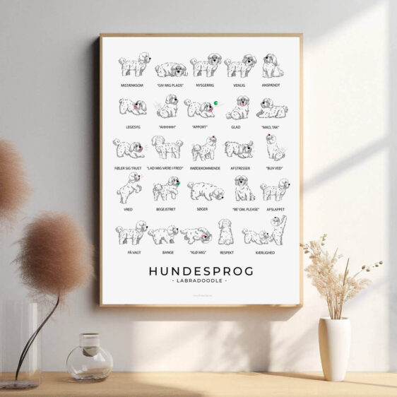 Plakat af en hvid Labradoodle, der fremhæver dens glade og nysgerrige natur. Designet viser, hvordan hundens kropssprog, som den viftende hale og åbne ansigt, afspejler dens følelser og kommunikative signaler.