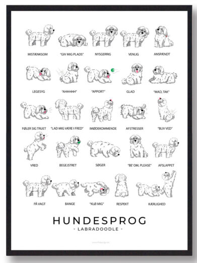 En hundesprogsplakat med en hvid Labradoodle, der viser hundens venlige og energiske kropssprog. Plakaten illustrerer dens udtryk, fra den afslappede holdning til de opmærksomme øjne, og giver indblik i dens humør og adfærd.