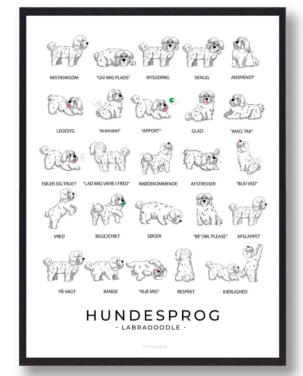 Labradoodle - hvid Hundesprog plakat