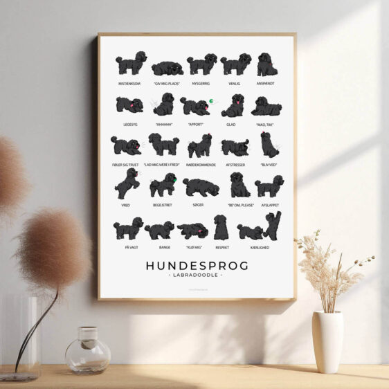 En hundesprogsplakat med en sort Labradoodle, hvor dens venlige og afslappede kropssprog bliver visualiseret. Plakaten giver indsigt i dens følelser og kommunikative signaler.