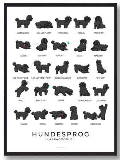 En hundesprogsplakat af en sort Labradoodle, der visualiserer dens kommunikation gennem kropssprog, som den nysgerrige holdning og venlige udtryk. Plakaten hjælper med at forstå hundens følelsesmæssige tilstand.
