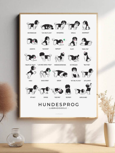 En hundesprogsplakat af en hvid og sort Labradoodle, hvor dens udtryk og kropssprog viser dens følelser, som den viftende hale og nysgerrige blik.