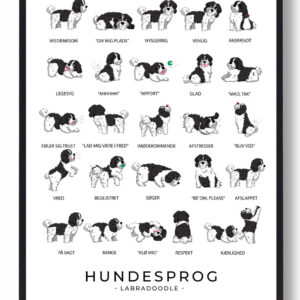 Labradoodle - sort/hvid Hundesprog plakat
