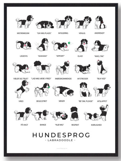 En hundesprogsplakat af en hvid og sort Labradoodle, der illustrerer dens afslappede og venlige adfærd. Plakaten viser, hvordan dens kropssprog afspejler dens følelser.