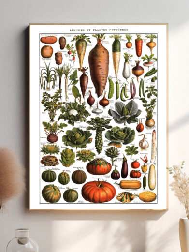 Denne vintage-plakat af Adolphe Millot viser en vidunderlig samling af grøntsager og køkkenurter, illustreret med stor præcision og naturlige farver. Perfekt til køkkenet eller som inspiration for haveentusiaster. Hver plante er gengivet med videnskabelig nøjagtighed, hvilket gør plakaten både dekorativ og lærerig.