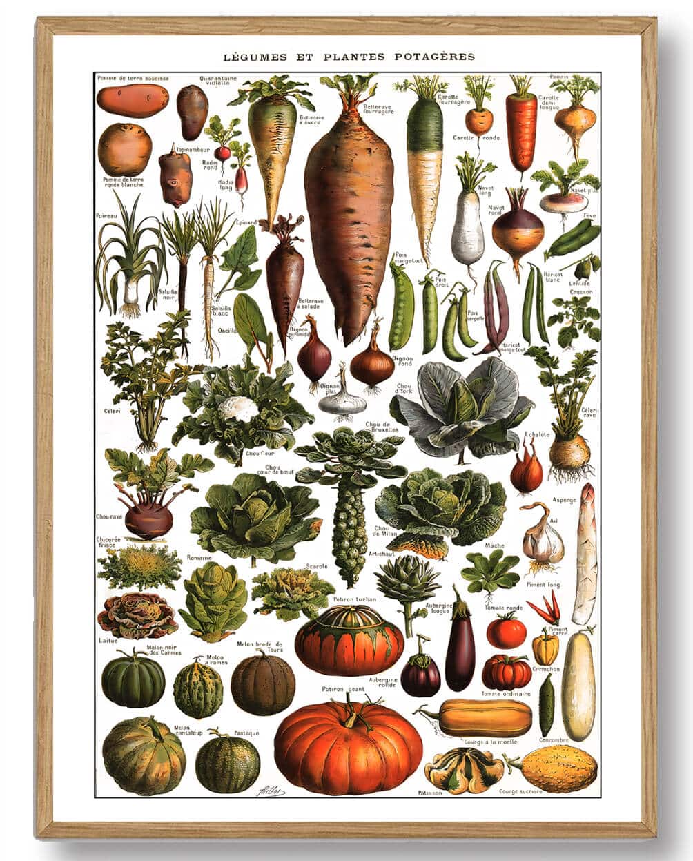 Adolphe Millot - Grøntsager og grøntsagsplanter
