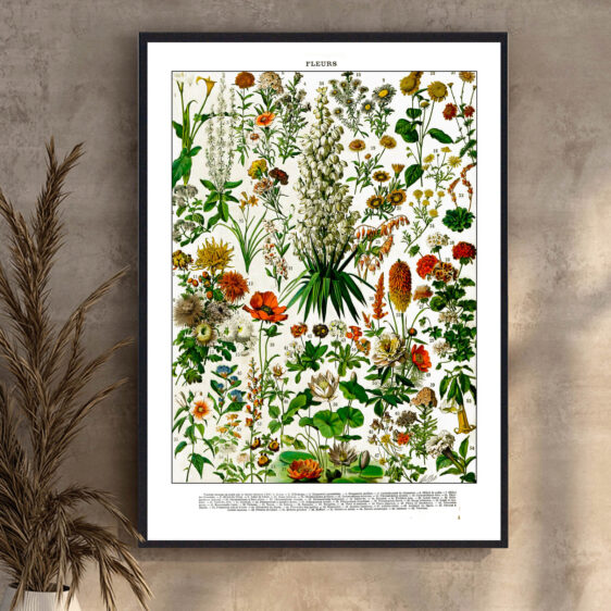 En elegant botanisk illustration, hvor kunst og videnskab mødes. Millots detaljerede gengivelse af blomster skaber et tidløst udtryk. Plakaten afspejler en periode, hvor botanik blev studeret med stor præcision og finesse.