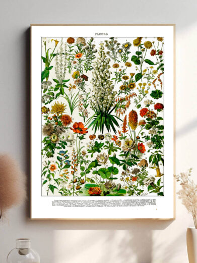 Denne vintage-plakat af Adolphe Millot præsenterer en samling af blomster, gengivet med stor præcision og naturlige farver. Perfekt til stuen eller som en inspirerende dekoration for blomsterelskere. Hver blomst er illustreret med videnskabelig nøjagtighed, hvilket gør plakaten både dekorativ og lærerig.