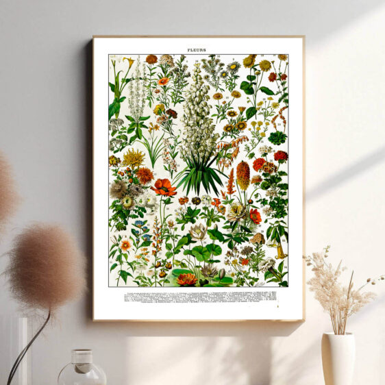 Denne vintage-plakat af Adolphe Millot præsenterer en samling af blomster, gengivet med stor præcision og naturlige farver. Perfekt til stuen eller som en inspirerende dekoration for blomsterelskere. Hver blomst er illustreret med videnskabelig nøjagtighed, hvilket gør plakaten både dekorativ og lærerig.